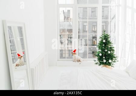 Weihnachtsstimmung, moderne Wohnung und Tiere. Gemütliches Schlafzimmer mit dekoriertem Neujahrsbaum in Weißtönen, Welpe in der Nähe von Fenster. Horizontaler Schuss Stockfoto