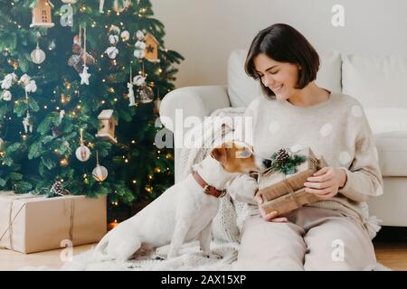 Foto der frohen Brunette-Frau hält Weihnachtsgeschenk, posiert auf dem Boden mit Pfirsich Jack russell Terrier Hund gegen gemütliches Interieur, dekoriert Neujahr Stockfoto