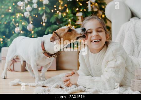 Horizontaler Schuss von froh lustigen Mädchen erhält Kuss von Jack russell Terrier Hund gekleidet im Winter Strickpullover, genießt Neujahr oder Weihnachtsbaum ha Stockfoto