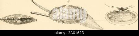 Britische Konchologie oder ein Bericht über die Molluska, die heute die britischen Inseln und die umliegenden Meere bewohnt. Stockfoto