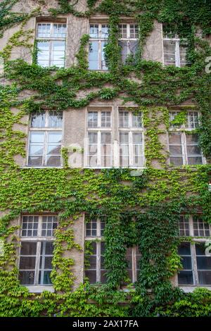 Eine alte Hauswand mit Fenstern ist mit einer Kletteranlage überwuchert Stockfoto