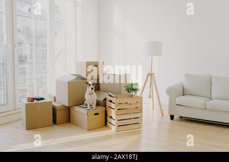 Moving Day Konzept. Niedlicher Haushund posiert in der Nähe von Pappkartons in einem geräumigen Zimmer mit Sofa, großem Fenster im Hintergrund, wartet auf Gastgeber, wechselt den Ort Stockfoto