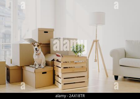 Foto von Pfirsich niedlichen Hund posiert auf dem Stapel von Pappkartons mit Besitzern Habseligkeiten, verlagern Sie in neue Wohnung, leeres Zimmer mit weißen Wänden, Lampe und Sofa, B. Stockfoto
