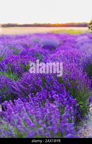 Schöne Violette Lavendelfelder Landwirtschaft Stockfoto