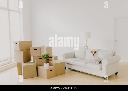 Bild des großen Lichtraums mit Packungshaufen und Topfpflanze, weißem Komfortsofa und Stammhund, gemeinsam mit den Gastgebern in neuer Wohnung verlagern Stockfoto