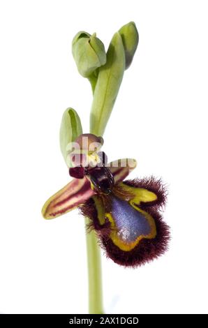Mirrorbee Orchideenblume, Stielbrakte und Knospen (Ophrys Speculum) isoliert über einem weißen Hintergrund. Blau, grün und haarig. Serra da Arrabida, Portugal. Stockfoto