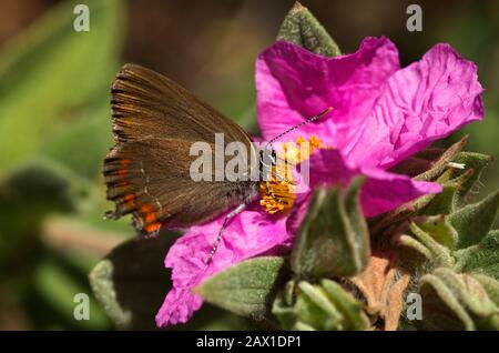 Falscher Ilex Haarstreifenschmetterling (Satyrium esculi) Satz und Futter auf einer rosafarbenen Blume von Cistus albidus. Familie Lycaeniiden. Serra da Arrabida, Portugal. Stockfoto