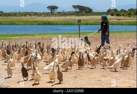 Faure in der Nähe von Stellenbosch, westkaper, Südafrika. Indische Runner Enten, die gebiert werden. Sie werden in den Reben zur Bekämpfung von Schnecken und Schädlingen und auf p verwendet Stockfoto