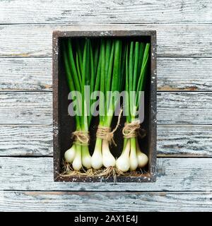 Frische grüne Zwiebel in einer Holzkiste. Frisches Gemüse. Draufsicht. Freier Speicherplatz für Text. Stockfoto