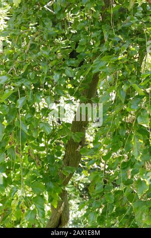 Morus alba 'Pendula'. Weinender weißer Maulbeerbaum, der eine besondere weinende Gewohnheit zeigt. Stockfoto