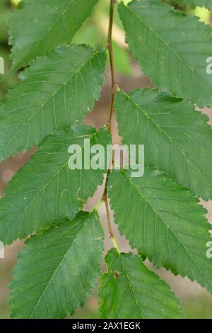 Ulmus procera. Blätter des englischen Ulmenbaums mit charakteristischer asymmetrischer Basis. Herbst. GROSSBRITANNIEN Stockfoto