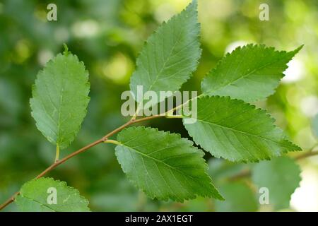 Ulmus procera. Blätter des englischen Ulmenbaums mit charakteristischer asymmetrischer Basis. Herbst. GROSSBRITANNIEN Stockfoto