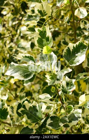 Liriodendron tulipifera 'Snow Bird Tulpenbaum mit markanten verschiedenartigen Blättern. GROSSBRITANNIEN Stockfoto