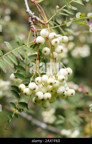 Sorbus 'Harry Smith' rowanische Beeren. Bergasche "Harry Smith"-Baum, der im Frühherbst Haufen weißer Beeren zeigt. GROSSBRITANNIEN Stockfoto