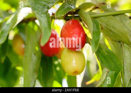 Cornus mas "Kazanlak". Cornelian Cherry zeigt Herbstfrüchte. GROSSBRITANNIEN Stockfoto