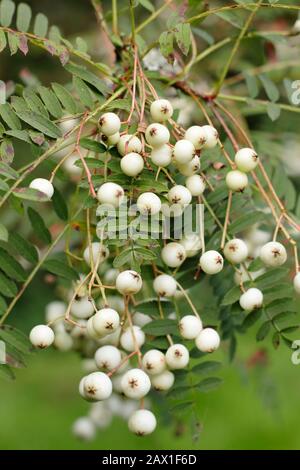 Sorbus 'Harry Smith' rowanische Beeren. Bergasche "Harry Smith"-Baum, der im Frühherbst Haufen weißer Beeren zeigt. GROSSBRITANNIEN Stockfoto