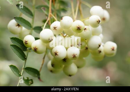 Sorbus 'Harry Smith' rowanische Beeren. Bergasche "Harry Smith"-Baum, der im Frühherbst Haufen weißer Beeren zeigt. GROSSBRITANNIEN Stockfoto