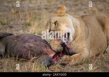 Lössheit, die das Fleisch von dem toten Sprenghog abbeißt, der bei Masai Mara, Kenia, Afrika gesehen wurde Stockfoto