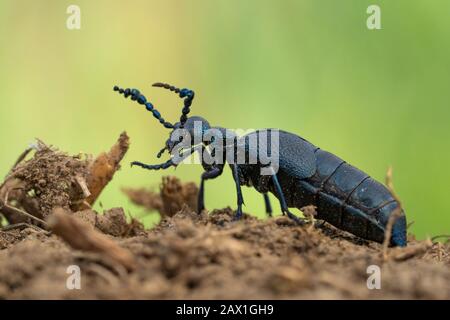 Öl-Käfer-Meloe proscarabaeus in Tschechien Stockfoto
