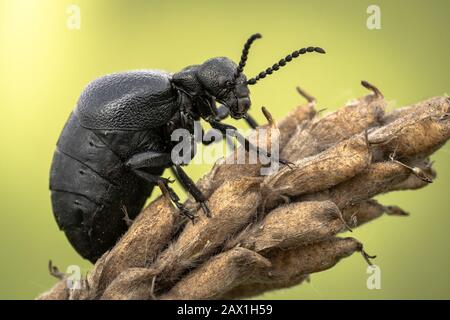 Weibchen eines Ölkäfers Meloe scabriusculus, einer seltenen und bedrohten Insektenart in Tschechien Stockfoto