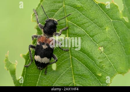 Beetle Clerus mutillius sitzt auf einem Blatt in Tschechien Stockfoto