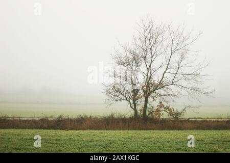 Blattloser Baum im Feld mit Nebel Stockfoto