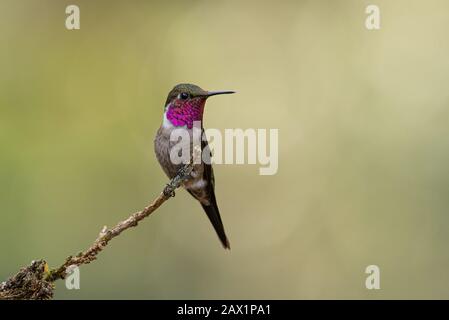 Ein männlicher Amethyst Woodstar (Calliphlox amethystina) von SE Brasilien Stockfoto