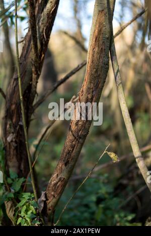 Baum, der von Hirschen beschädigt wurde, die zur Markierung ihres Gebietes gebarkt wurden Stockfoto