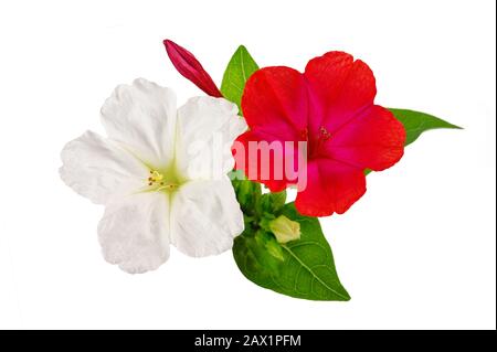 04:00 Blumen isoliert auf weißem Hintergrund Stockfoto