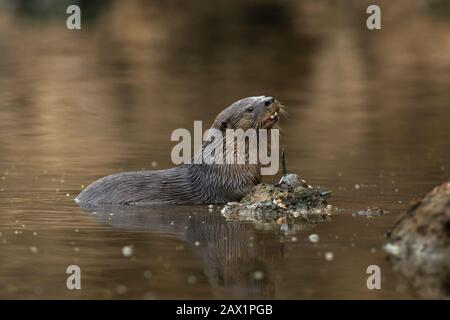 Ein neotropischer Fluss Otter (Lontra longicaudis) aus South Pantanal, Brasilien Stockfoto