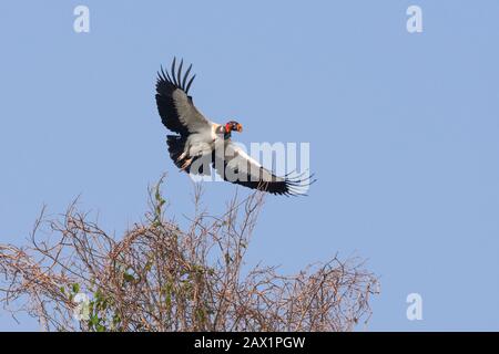 Ein König Geier (Sarcohamphus papa), der aus Nordpantanal, Brasilien, auszieht Stockfoto