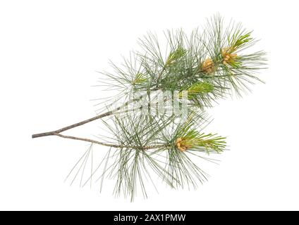 Zirbe Zweig isoliert auf weiss Stockfoto