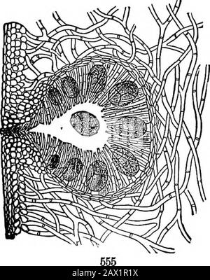 Die Elemente der Botanik für Anfänger und für Schulen. Umhüllt von röhrenförmigen Zellen, die um sie herum gedreht werden: Seitlich davon ist Asmaller und globuläres Antheridium. Letztere zerfällt in acht Schilder- FLG. 553. Agarum Tumeri, Seekolander (so genannt von den Perforationen, mit denen die Fronde, wenn sie wächst, durchsetzt wird); sehr viel verkleinert. Fio. 554. Oberes Ende eines Rockweed, Fucus vesioulosus, reduzierte Hälfte oder mehr,b, der fnictifioatjon. 168 CRYPTOGAMOUS- ODER FLOWEBLESS-WERKE. [Abschnitt 17. Formteile, mit au-Innenstiel und mit langen und bandförmigen Staubfäden, die aus bestehen Stockfoto