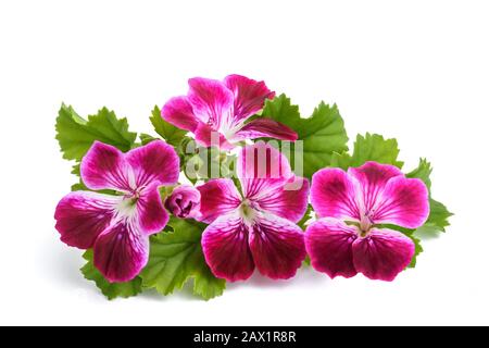 Blumen auf weißem Hintergrund Stockfoto