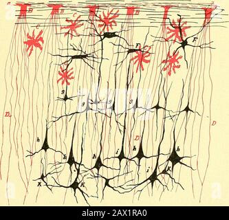 Narkologie: Ein Handbuch der Wissenschaft über die allgemeine und lokale Schlagerei: In 2 Bänden mit zahnlichen Abbildern . meißelnervöseStrangapparat, Achsenzylinder, Assozidsfasen, Leitungs-en-Handgeräte. Die isolierende, hemmend wirkende Neurogliafindet sich so wirn, dass sie in den entwickelngsge-schichtlicher Hinsicht jünderen Teile des Gehirns wenigerdlichts ist, und sommet übersprungen werden können, hingehegenau, so dass sie sich selbst, also umziehen Stockfoto