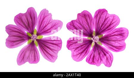 Gemeinsame Blume Malve (Malva Sylvestris) auf weißem Hintergrund Stockfoto