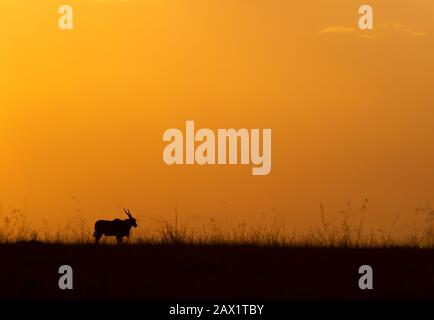 Silhouette von Eland vor dem Hintergrund des farbenfrohen Himmels in Masai Mara, Afrika, Kenia Stockfoto