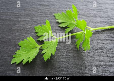 Frische Petersilie auf Schiefergrund Stockfoto