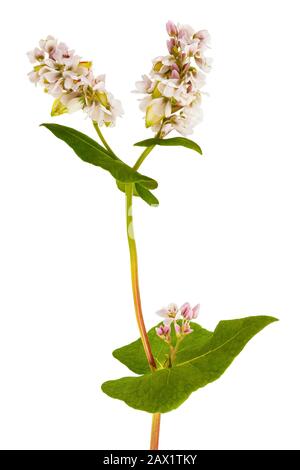 Buchweizen-Blumen isoliert auf weißem Hintergrund Stockfoto