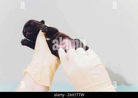 Tierärztliche Behandlung und Untersuchung eines schönen Haustierhundes französischer Bulldog Stockfoto