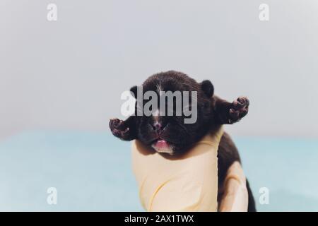Tierärztliche Behandlung und Untersuchung eines schönen Haustierhundes französischer Bulldog Stockfoto