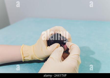Tierärztliche Behandlung und Untersuchung eines schönen Haustierhundes französischer Bulldog Stockfoto