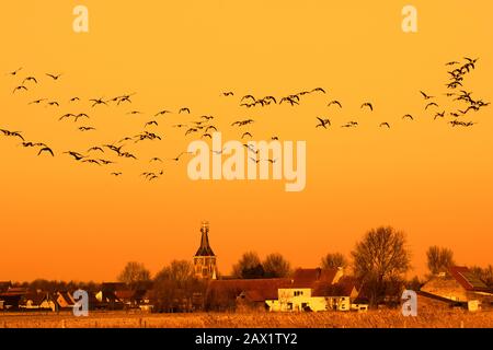 Barnakelgänse (Branta Leucopsis), die bei Sonnenuntergang über Ackerland fliegen, im Winter in der Uitkerkse Polder bei Blankenberge, Westflandern, Belgien Stockfoto