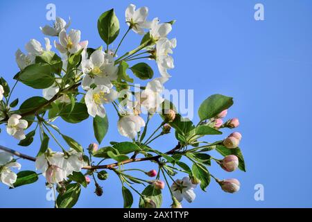 Frühlingsblühen äpfeln auf blauem Himmel Hintergrund. Sanfte weiße Blumen und rosafarbene Knospen schließen sich am sonnigen Frühlingstag. Zweige der Blüte a Stockfoto