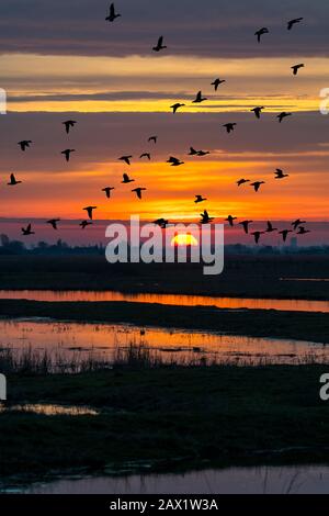 Herde von Enten, die im Winter im Uitkerkse Polder Naturreservat in der Nähe von Blankenberge, Westflandern, Belgien, über Feld fliegen Stockfoto