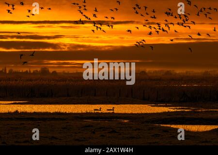 Herde von Enten, die im Winter im Uitkerkse Polder Naturreservat in der Nähe von Blankenberge, Westflandern, Belgien, über Feld fliegen Stockfoto