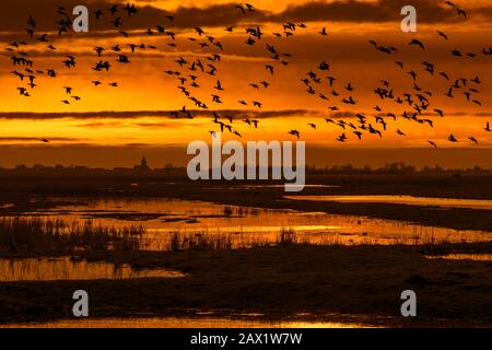 Herde von Enten, die im Winter im Uitkerkse Polder Naturreservat in der Nähe von Blankenberge, Westflandern, Belgien, über Feld fliegen Stockfoto