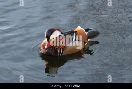Bunte Mandarine Ente Schwimmen in einem See Stockfoto