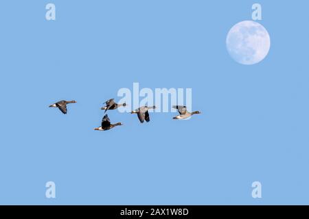 Vollmond und Herde von Gänsen mit weißer Vorderseite/größere Gänse mit weißer Vorderseite (Anser Albifrons) im Flug gegen den blauen Himmel in der Abenddämmerung Stockfoto