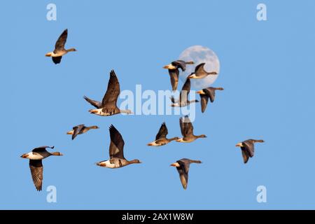 Vollmond und Herde von Gänsen mit weißer Vorderseite/größere Gänse mit weißer Vorderseite (Anser Albifrons) im Flug gegen den blauen Himmel in der Abenddämmerung Stockfoto